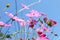 Beautiful cosmos flowers against blue sky