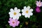 Beautiful cosmos flowers in bloom in the garden, close up.