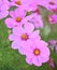 Beautiful cosmos flowers are blooming in garden. fresh blossom by the green nature world.