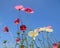 Beautiful cosmos flowers and Blue sky