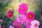 Beautiful cosmos flowers in a garden. - (Selective focus)