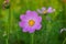 Beautiful Cosmos flowers in nature, sweet background, blurry flower background, light pink and deep pink cosmos.