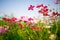 Beautiful Cosmos flowers on sky background