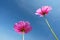 Beautiful Cosmos flowers on sky background