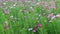 Beautiful cosmos flowers swaying in the breeze