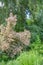 Beautiful Cotinus Coggygria from the Anacardiaceae family