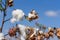 Beautiful Cotton on blue sky.Cotton crop landscape with copy space area.