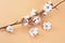 Beautiful cotton branch on brown background, top view. Delicate white cotton flowers.