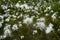 Beautiful cotton grass