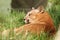 Beautiful cougar at the zoo