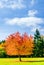 Beautiful coulored tree of autumn landscape in Germany