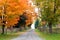 Beautiful country road in autumn foliage
