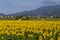 The beautiful countryside around Bientina, with sunflowers and hay bales in the summer season, Pisa, Tuscany, Italy