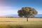 A beautiful countryside with a holm oak and a mountain