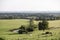 beautiful countryside landscape with cows near verdun in the north of france