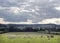 beautiful countryside landscape with cows near verdun in the north of france