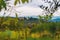 Beautiful countryside view in Tuscany, Italy. Farm landscape with grape vine rows and olive trees grove. Autumn in Italy