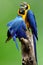 Beautiful couple of blue-and-gold macaw bird perching on log ov