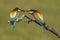 Beautiful couple of colorful European bee-eaters, Merops apiaster, in courtship