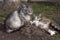 Beautiful couple of gray cats lie on the ground in early spring, mammals pets are resting. Animals background, concept