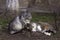 Beautiful couple of gray cats lie on the ground in early spring, mammals pets are resting. Animals background, concept