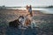 Beautiful couple Siberian husky dogs rest on shore against a calm river in warm summer evening.