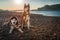 Beautiful couple Siberian husky dogs sits on shore against background calm river in warm evening light.