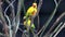 Beautiful Couple of Sun Parakeet