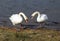Beautiful Couple of Swans swim around a lake