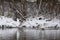 A beautiful couple of white swans flying above the river at the winter