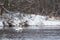 A beautiful couple of white swans swimming in the river at the winter