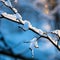 Beautiful covered Christmas branch with snow and drops in sunset