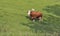 Beautiful cow and calf in Alps meadow