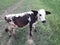 Beautiful cow calf animal