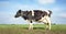 Beautiful cow is ruminating with thick cheek in the field, as background blue sky and straight horizon