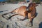 Beautiful cow on Vagator beach