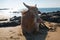 Beautiful cow on Vagator beach