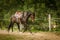 A beautiful Cowboy horse runs in a circular space. The horse sits without a rider. The horse has a dark brown color.