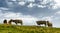 Beautiful cows grazing the alpine pastures