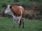 beautiful cows grazing in the meadow animal domestic milk farm