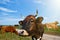 Beautiful cows grazing on pasture, closeup