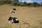 Beautiful cows in landscape taking a rest