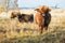 Beautiful cows in meadow