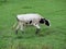 Beautiful cows meadows pasture animals herbivorous farm