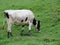 Beautiful cows meadows pasture animals herbivorous farm