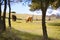 Beautiful cows in the pasture. Alpine meadows. Cows at sunset among the trees on the hillside.