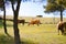 Beautiful cows in the pasture. Alpine meadows. Cows among the trees on the hillside.