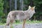 Beautiful Coyote Looking away