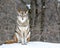 Beautiful Coyote Posing in the November Snow