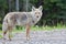 Beautiful Coyote Posing for a Picture